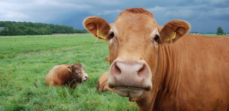 Süt İnekleri Nasıl Beslenmeli?
