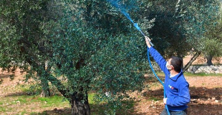 Bordo Bulamacı Nedir?