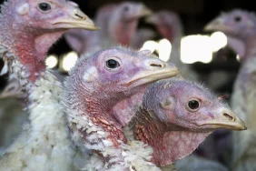 1920x1080_cmsv2_317b8273-2113-57a4-a727-ac29bc3b050d-7076646