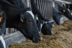 1920x1080_cmsv2_474ed39b-be04-534d-9c78-9f4228b1eaeb-7365162