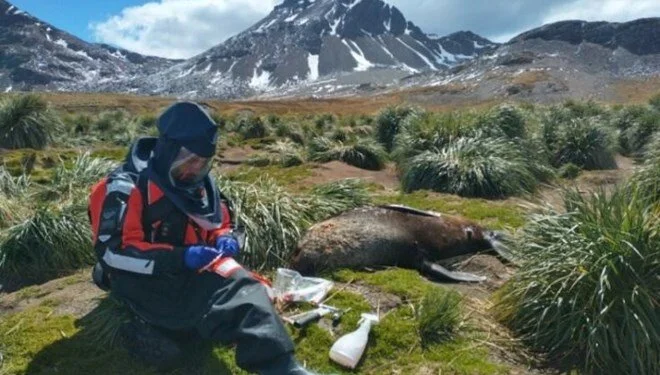 Antarktika’da Kuş Gribi Yayılıyor