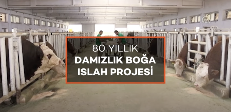 80 Yıllık Damızlık Boğa Islah Projesi