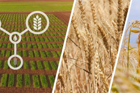 Kurakliga-Dayanikli-Cesit-vitrin-1