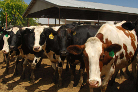 USDAFDA.ve_.CDC_.Sut_.Sigirlarinda.HPAI_.Tespit.Edilmesine.Iliskin.Guncelleme.Paylasti_fb