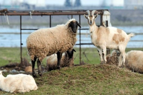 akhisarda-anac-koyun-keci-destegi-odemeleri-basladi-1623227426