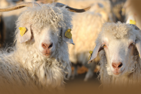 ankara-kecisi-kulturel-ve-stratejik-varligimiz