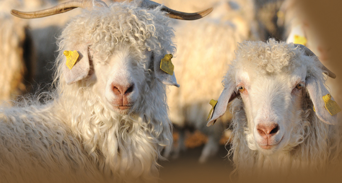 Ankara Keçisi Kültürel ve Stratejik Varlığımız