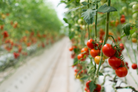 ays-proje-cozumler-topraksiz-tarim-seralari-2