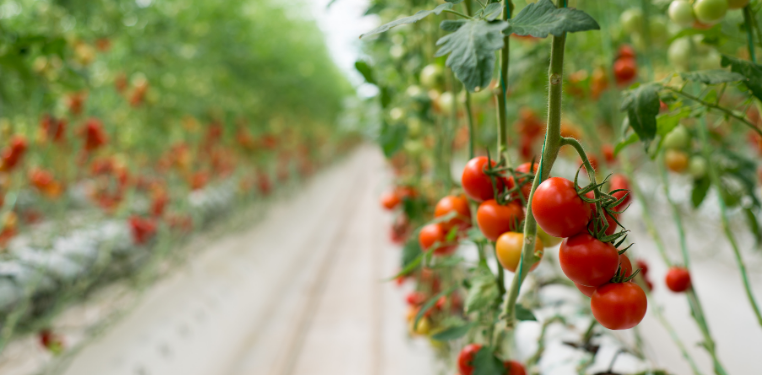 Artan Nüfus İhtiyaçları ve Toprak Sorunlarına Alternatif Çözüm: Topraksız Tarım