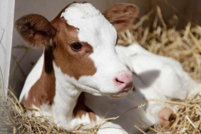 buzagi-olumleri-onlenemiyor-6287