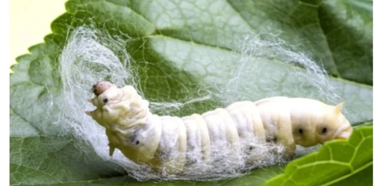 İpek Böceği Yetiştiriciliği Nasıl Yapılır