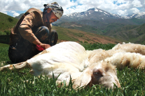 koyun-kirkma-kucukbaslarda-saglikli-gelisimin-olmazsa-olmazi