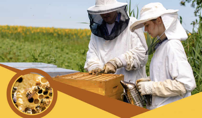 Arı Konaklama Sorunları Çözülüyor