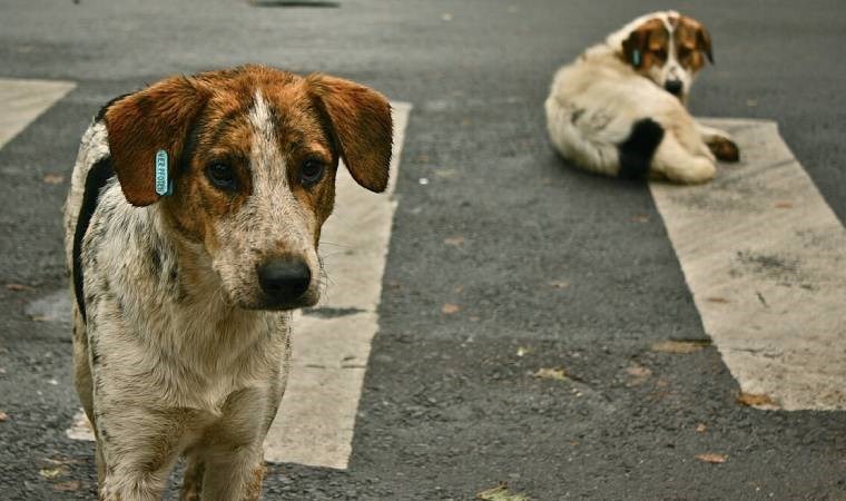 Sahipsiz Sokak Hayvanları Yasa Teklifi Meclise Sunuldu