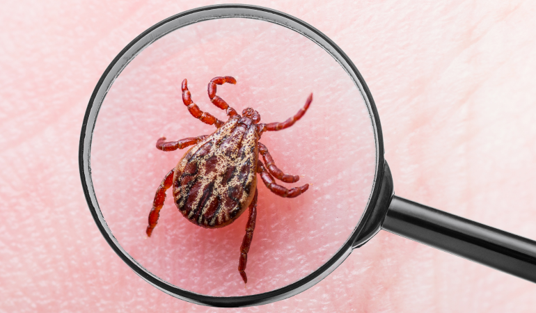 Kırım-Kongo Kanamalı Ateşi (KKKA) Nedir, Nasıl Korunmalıyız ?