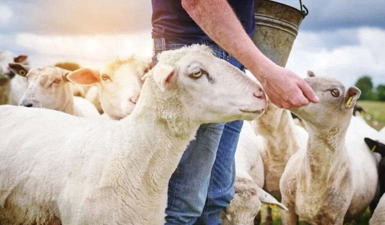 WOAH: Yunanistan ve Romanya’nın PPR (Koyun-Keçi Vebası) Ari Statüsü Askıya Alındı