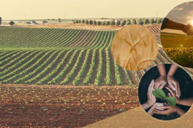 Tarimsal_Orgutleri_Derecelendirme