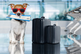 evcil-hayvan-seyahat