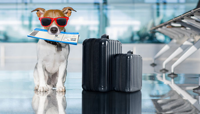 Evcil Hayvanlar (Kedi ve Köpek) İle Yurt Dışına Seyahat Nasıl Yapılır ?