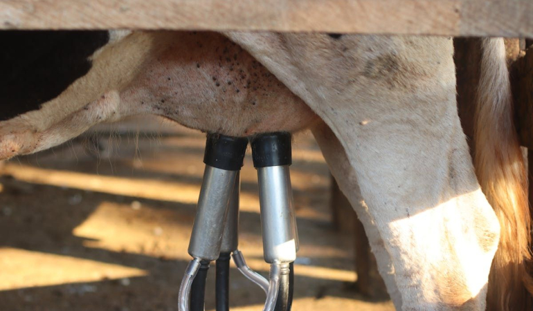 İneklerde Süt Yağ Oranını Etkileyen Faktörler