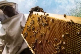 turkiye_aricilik_haritasi_guncellendi_hangi_ilde_ne_kadar_bal_uretiliyor_iste_il_il_istatistikler_1695589093_0355_w750_h416