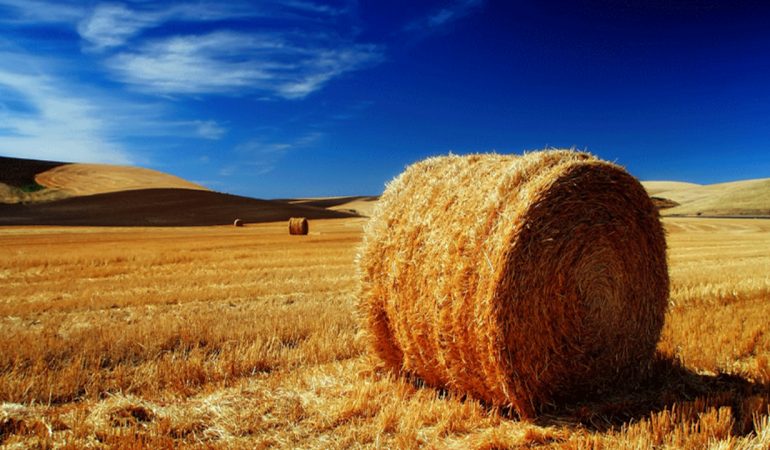 Türkiye’de Saman Üretimi ve İthalat Dezenformasyonu