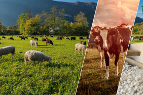 Tarsim Destek Vitrin