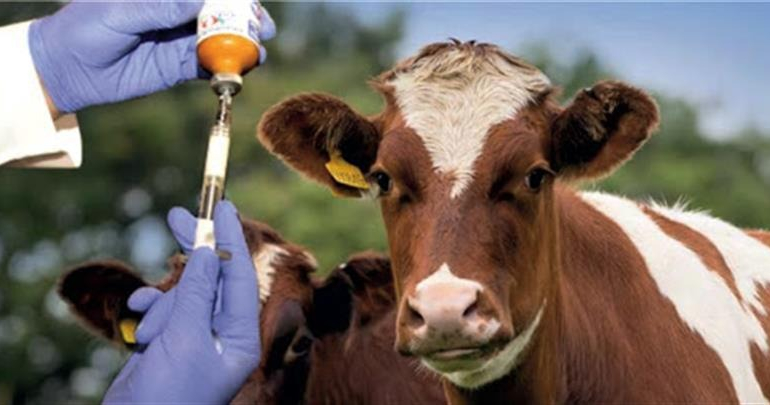 Buzağı Kayıplarında Şap Hastalığının Rolü