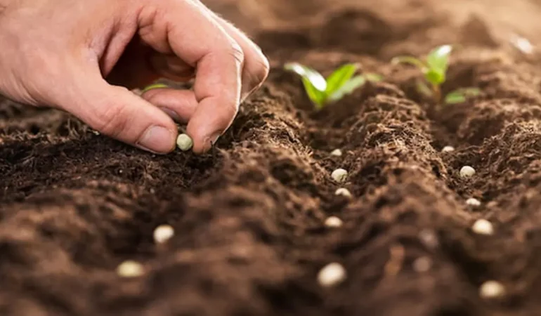 Tohumculukta Lider Türkiye: Güçlü, Yerli ve İhraç Eden Bir Ülke