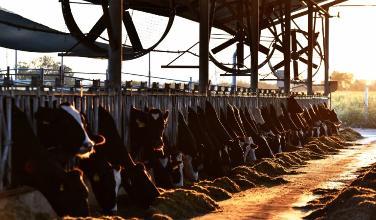 WOAH, Küresel Hayvan Sağlığı ve Refahı İçin “The Animal Echo”yu Başlattı