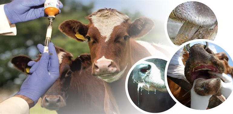 Şap Aşılaması ve Aşılamaların Hastalıklarla Mücadeledeki Önemi