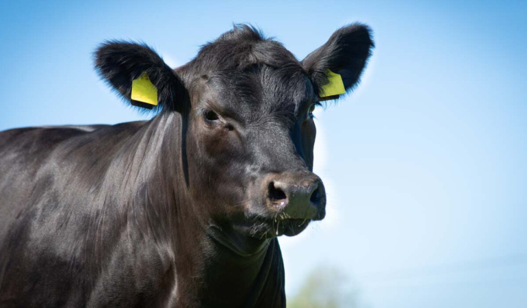 Tarım ve Orman Bakanlığı’ndan Hayvancılığa Büyük Destek: “Kırsalda Bereket, Hayvancılığa Destek Projesi”
