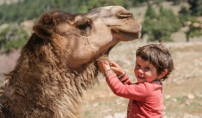 Unutulmuş Bir Mirasın Yeniden Doğuşu: Türkiye’de Deve Yetiştiriciliği