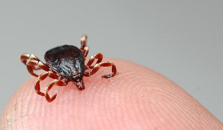 KKKA Nedir? Kene Isırığında Dikkat Edilmesi Gerekenler